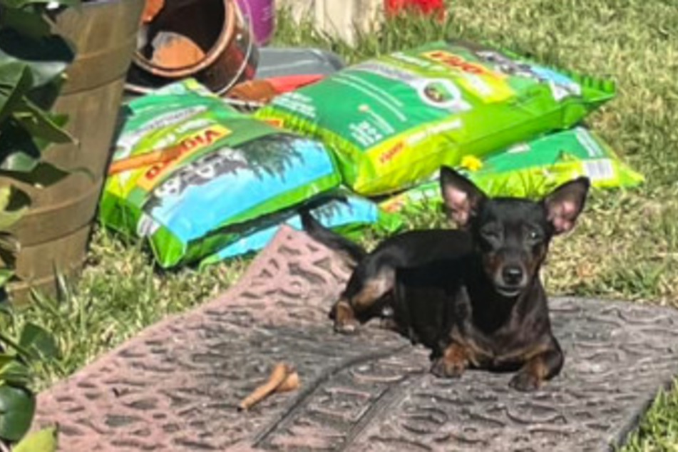 This stray was lucky that his rescuer was willing to wait hours to help him.