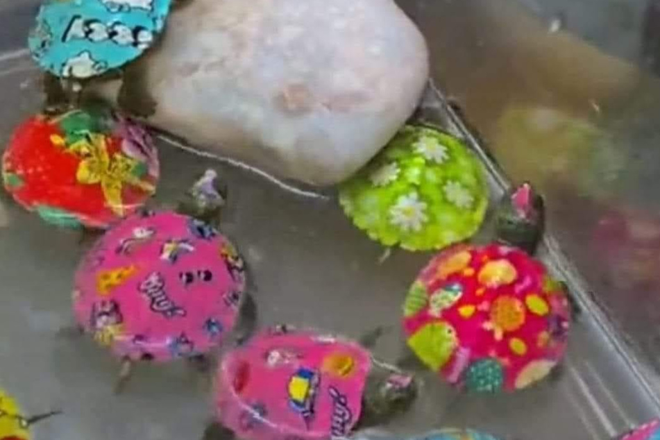 Turtles with colorful shells may look cute, but the practice is cruel.