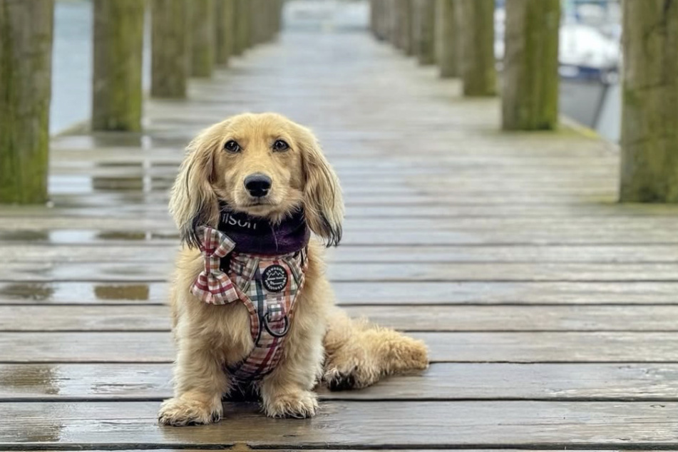 Wilson the dachshund will serve as ring bearer during Shannon and Jordon's wedding.