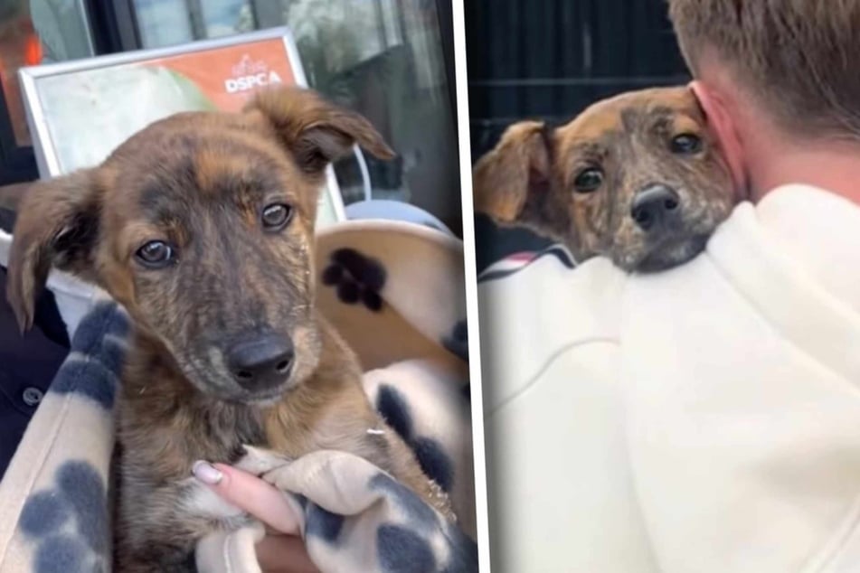 Dog rescuers visit shelter puppy for final goodbye – they didn't expect what happens next