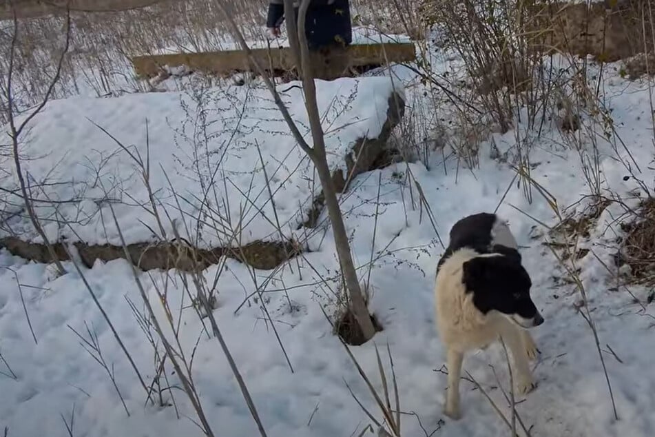 Animal rights activists follow stray dog and make shocking discovery in the middle of a lake