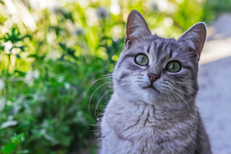 Is the backyard safe for my cat? How to make sure your outdoor spaces are cat-approved