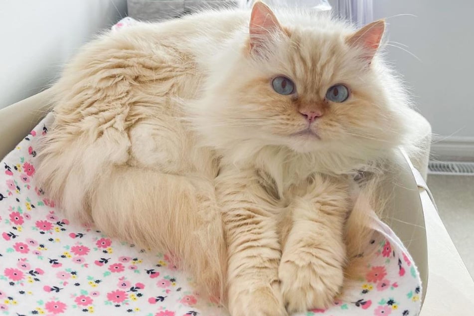 When Krista Lecuyer and her partner were looking to adopt a cat from an animal shelter, they never could've expected the response they received.