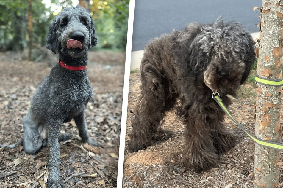 Paddy the dog has undergone a huge transformation.
