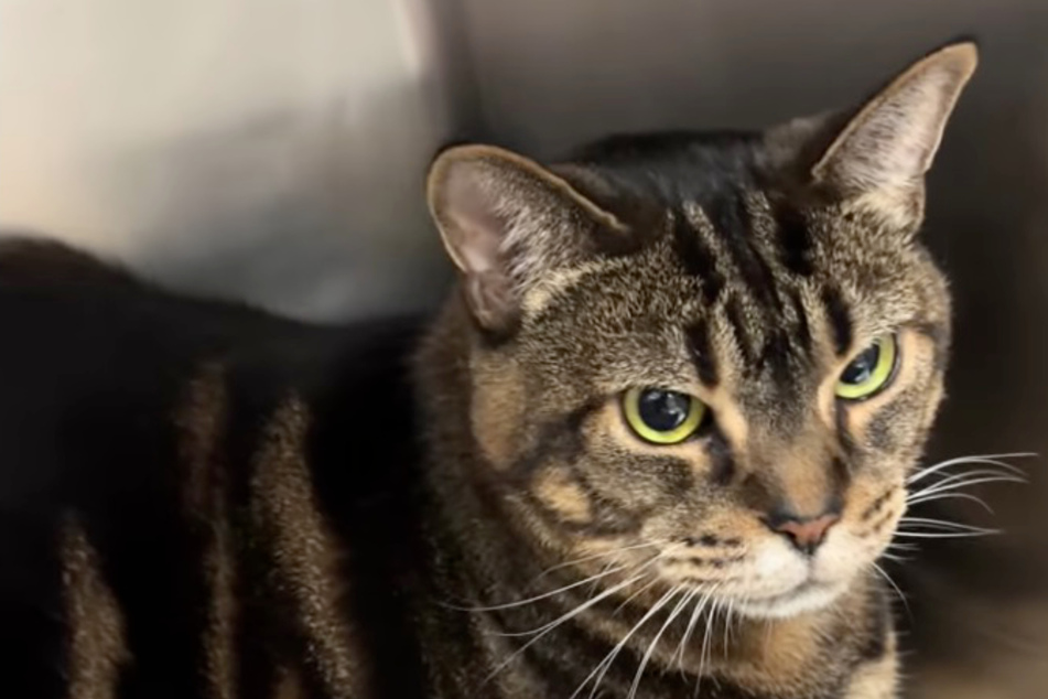 Cat owner wants to have kitty euthanized after eleven years: the reason why horrifies everyone