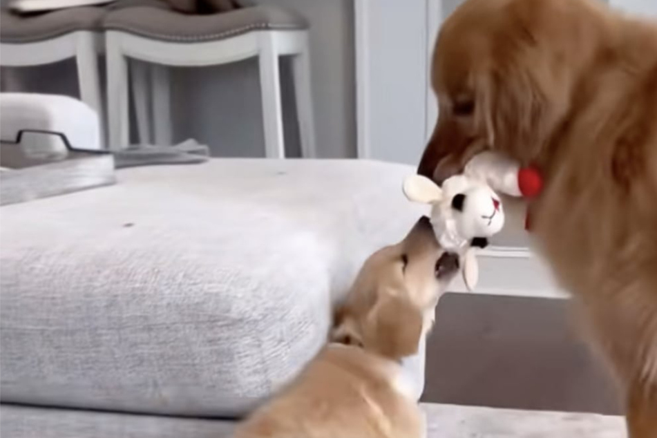 Golden Retriever meets new puppy sibling in heart-melting new viral video