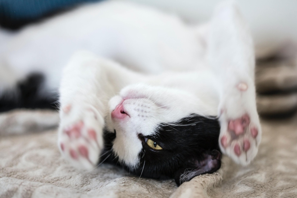 Get playful with your kitty and it will be far more happy and peaceful.