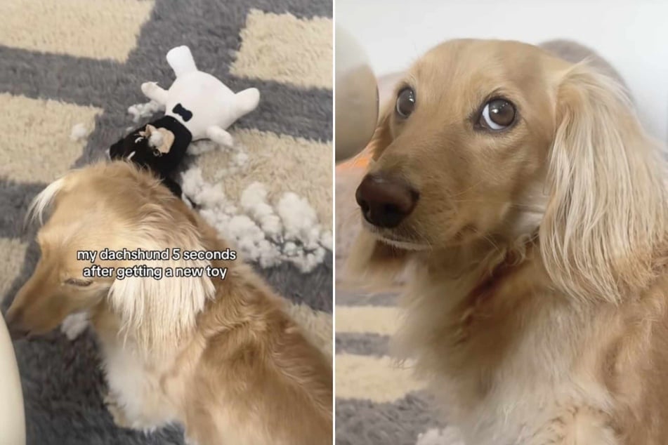 Dog gets caught destroying new toy, and his reaction is priceless!