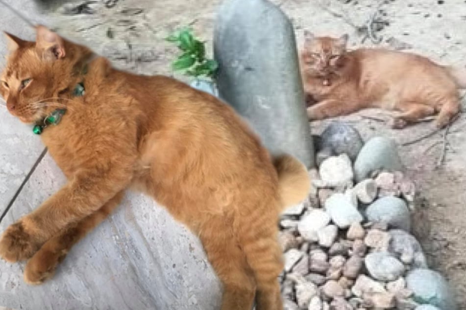 Cat visits owner's grave every day for two years after he died