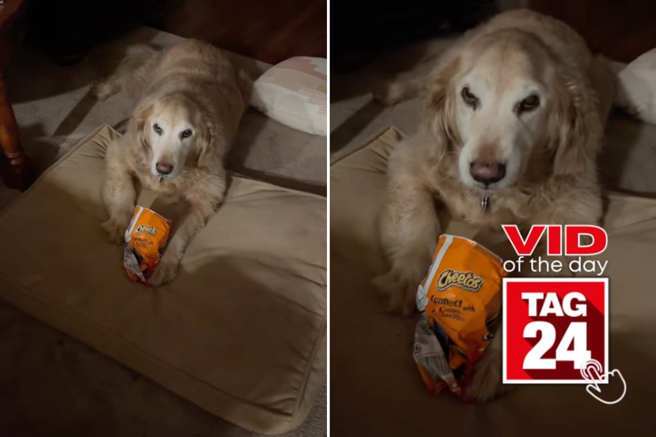 Viral Video of the Day for April 11, 2026: Snack guard dog!