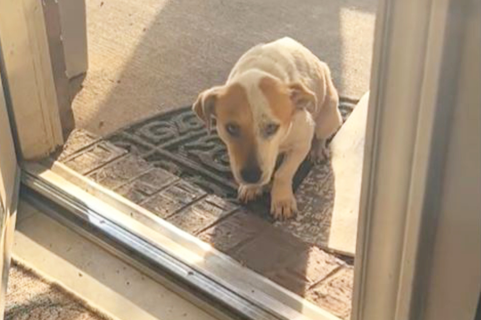 Desi Lu was too scared to enter her new home until her owner gave her the assurance she needed.