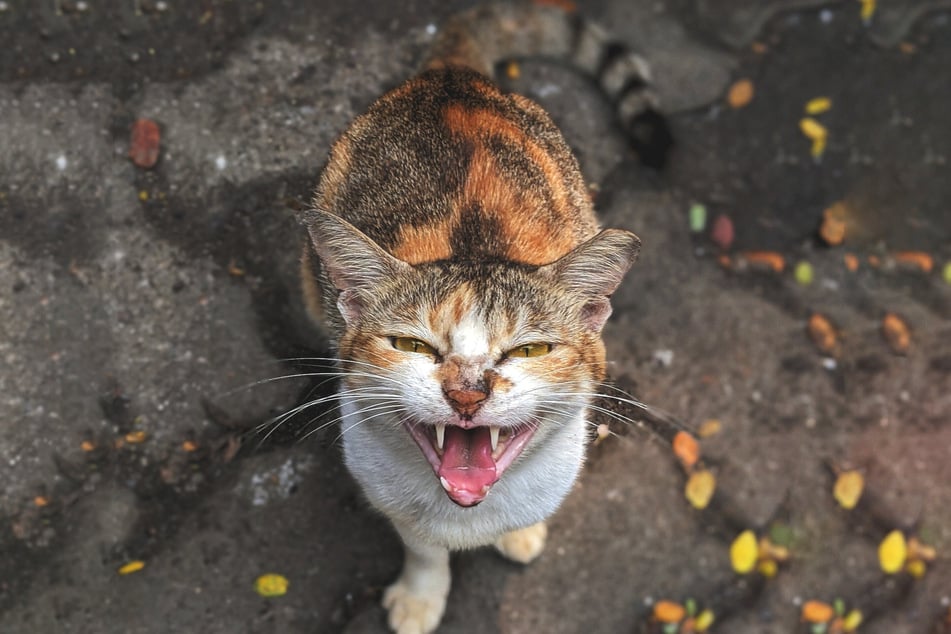 You can tell that a cat is angry by the look of its eyes, ears, and mouth.