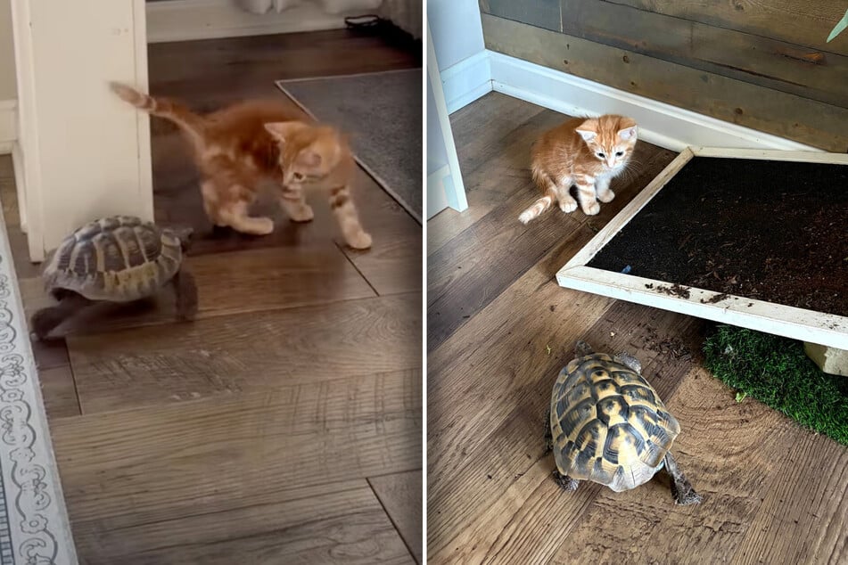 Tortoise falls head over heels in love with orange kitten!