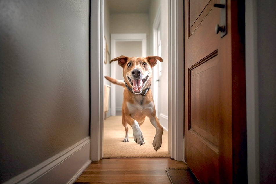 Every dog will get the zoomies from time to time.