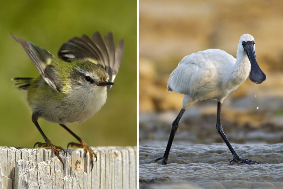 New Zealand's annual bird election takes flight with "underbirds" set to soar