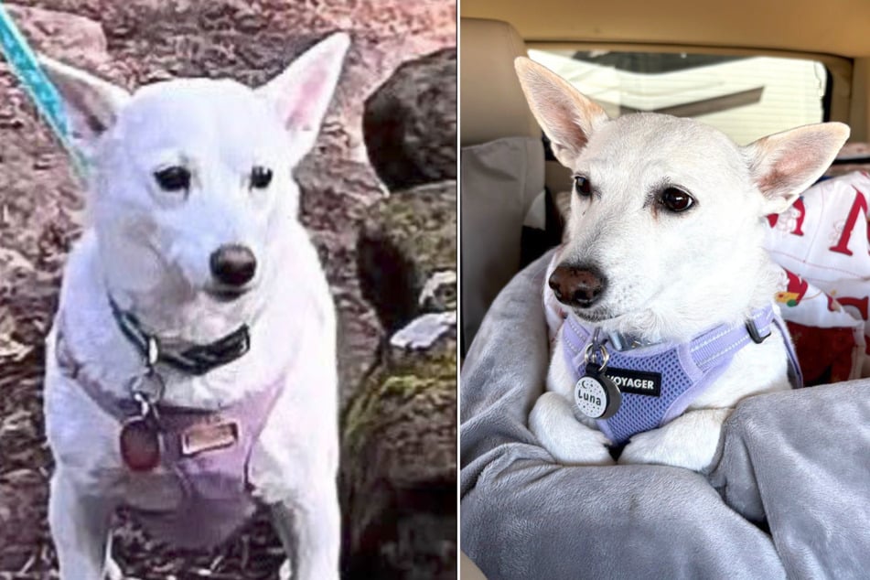 Female dog Luna escaped from a cabin in Yellowstone National Park on September 10. Since then, rescuers have been searching for her.