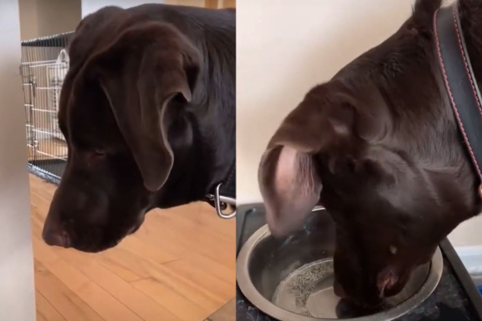 Dog tries sparkling water and TikTok is loving the hilarious reaction