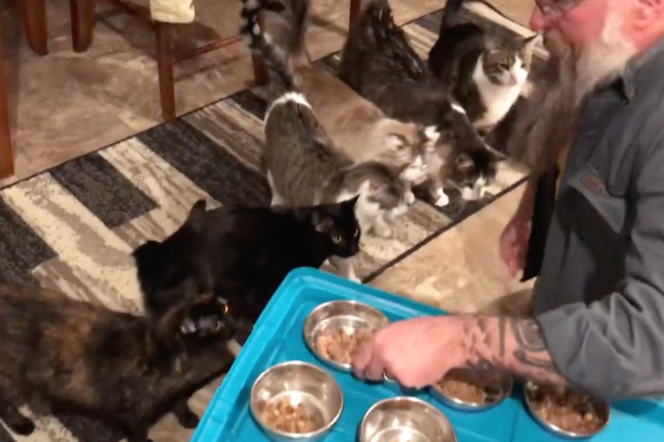 Kitty chaos: couple shows how they feed their seven cats