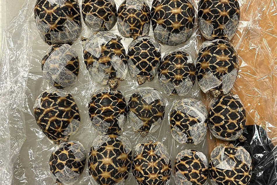 Thai authorities discovered 30 tortoises under a teen's clothing.