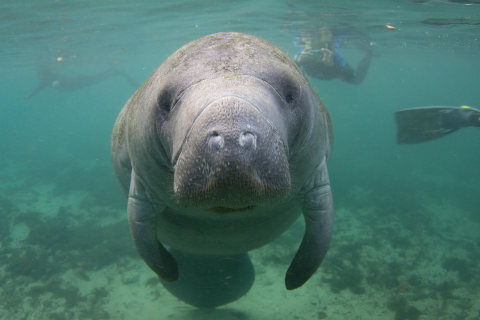 Manatee mutilated with etching of president's name