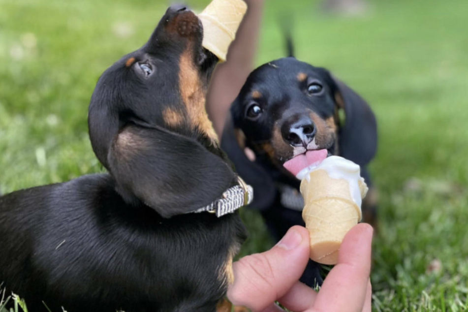 Oliver the Dachshund is clearly loving his dog-sized ice cream treat (collage).