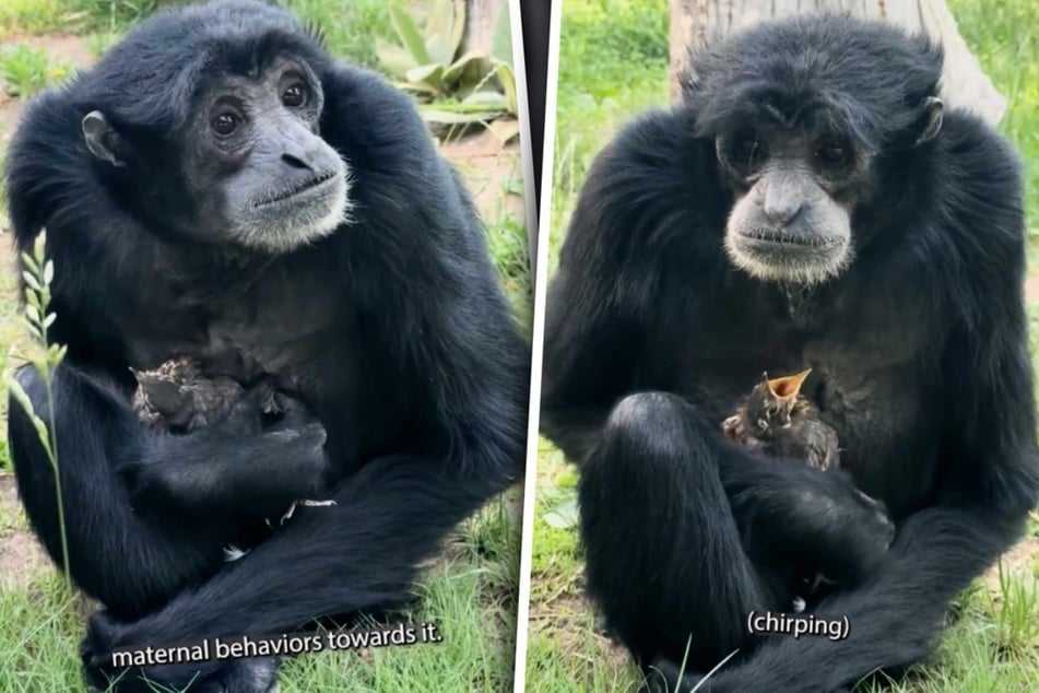 Monkey mama takes care of lost baby bird in heartwarmingly bizarre "adoption" tale