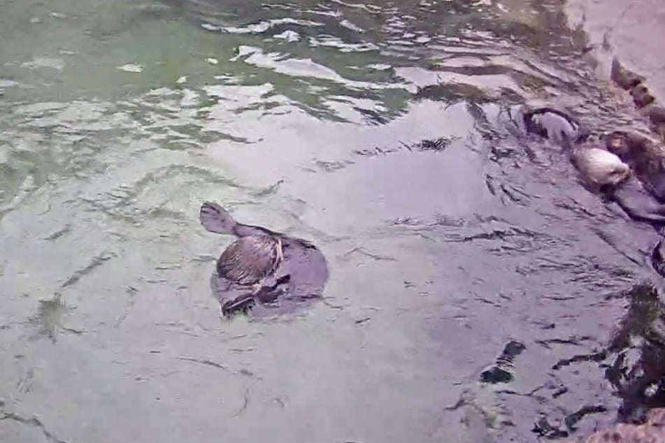 The Marine Mammal Rescue channel streams a live feed of swimming otters.