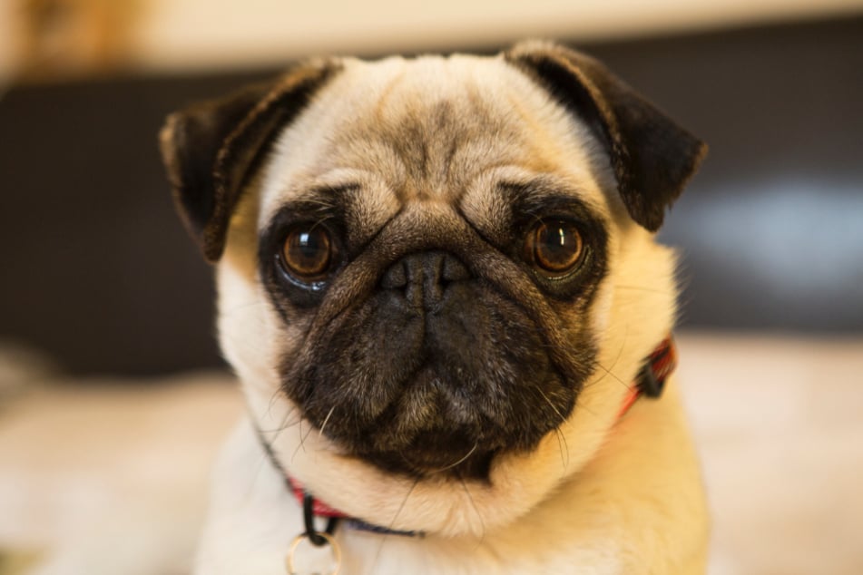 Short-headed dog breeds such as Pugs tend to sneeze backwards more often.