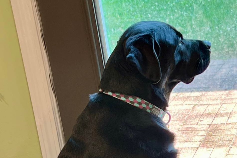 Dog owners want to euthanize their pup after eight years, and the reason is infuriating