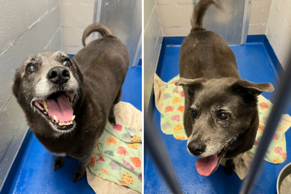 After thirteen years, a senior dog got dumped at the shelter.