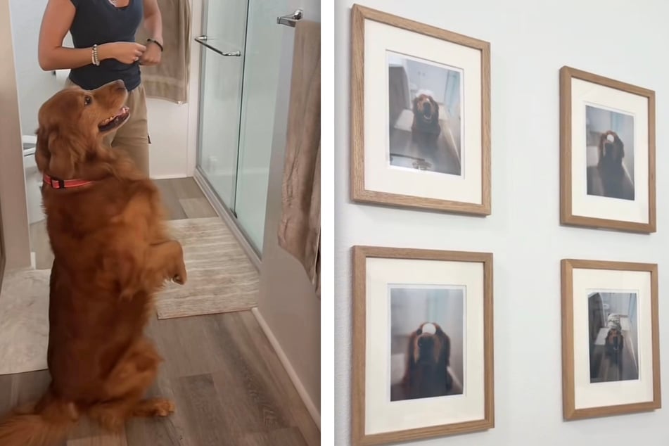 When a proud pet owner showed her dog all of the framed pictures of him on the wall, she never expected how the Golden Retriever would react.