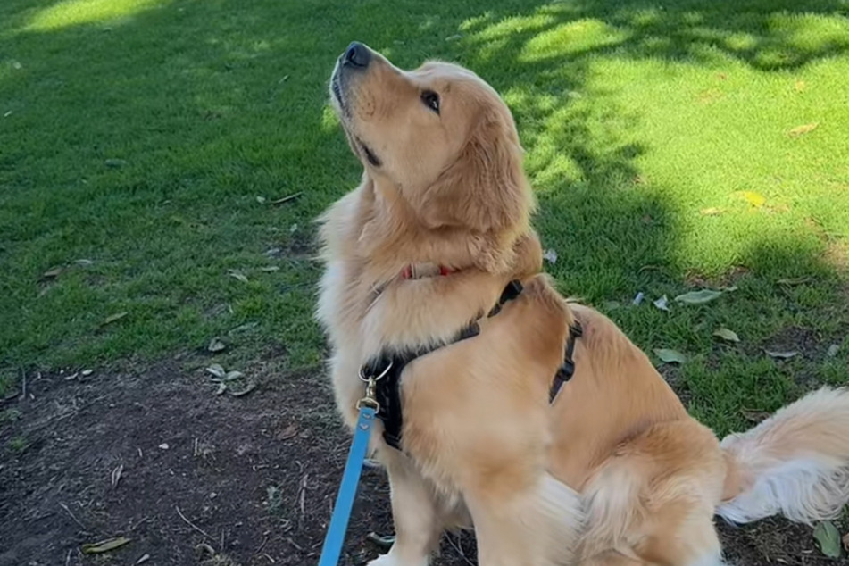 This sweet Golden Retriever dog named Zebby is looking up expectantly at a tree for an adorable (and hilariously misguided) reason!