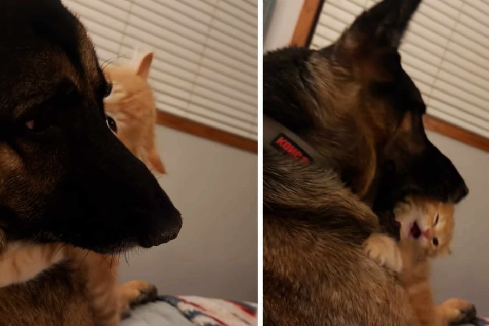 The tiny cat has forged special friendship with her comparatively giant dog brother.
