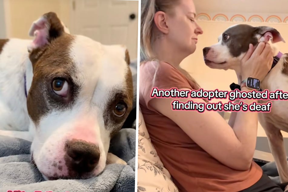 Poor Aggie is sad after being ignored by a woman who could have become her new mom.