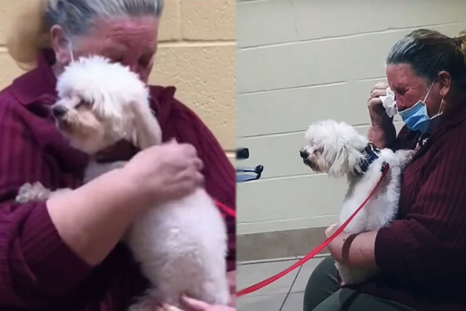 Woman bursts into tears when she sees a little dog: the reason is heartwarming