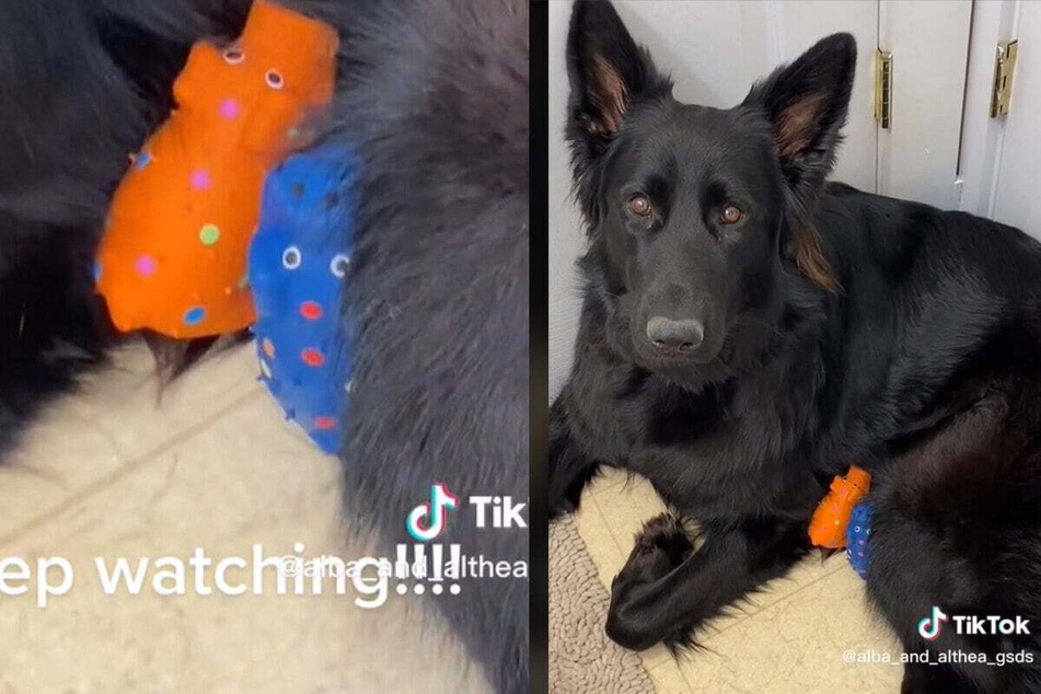 German shepherd adopts two little "pigs" and melts the hearts of millions on TikTok