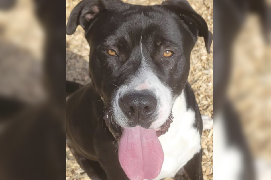 Peanut, a rescue dog, saved his human's life just one day after being adopted.