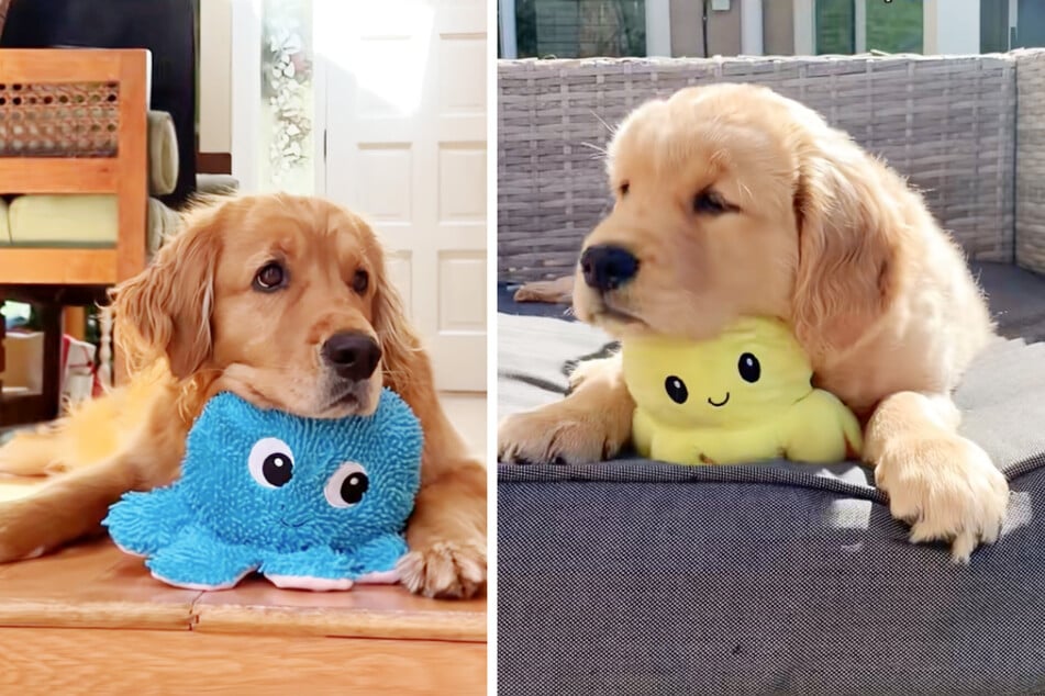 A glimpse into Pancha's puppy days reveals that the four‑legged friend has always been a fan of eight‑armed sea creatures!