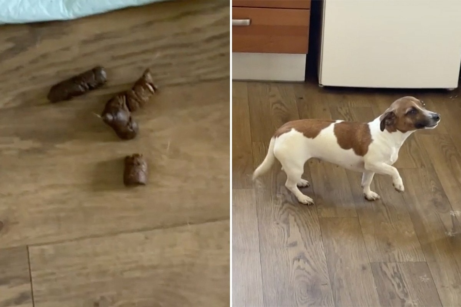 Wasn't me! Dog has a hilarious way of trying to cover up a stinky mess