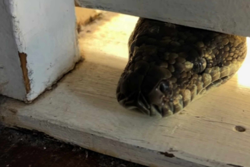 Snake wrangler marvels at giant specimen hiding in suburban home: "You cheeky sausage!"