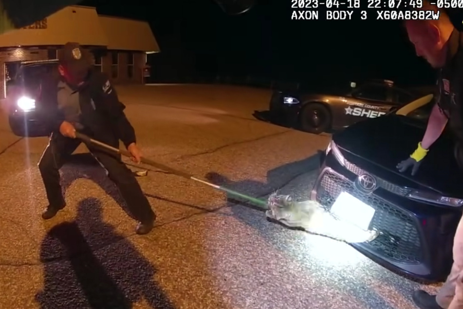 Wisconsin police officers and responders were able to free the bobcat from the car.