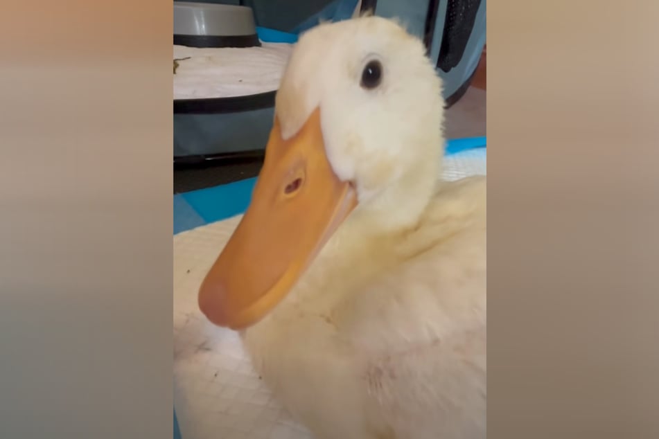 Rudy the duck finally felt comfortable again after being rescued.