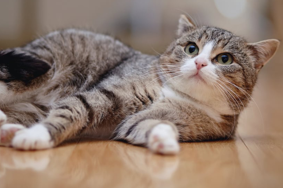Why is your cat chasing its own tail? Six reasons for this behavior