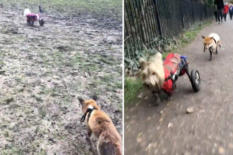 The Fox and the Hound: unique animal duo melts Instagram users' hearts