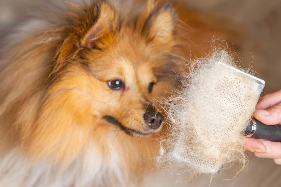 Looking for dogs that don't shed? These breeds aren't fur monsters