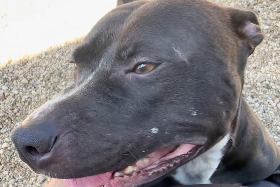 Dan's story gained attention online and reached a family who fell in love with the dog at once.