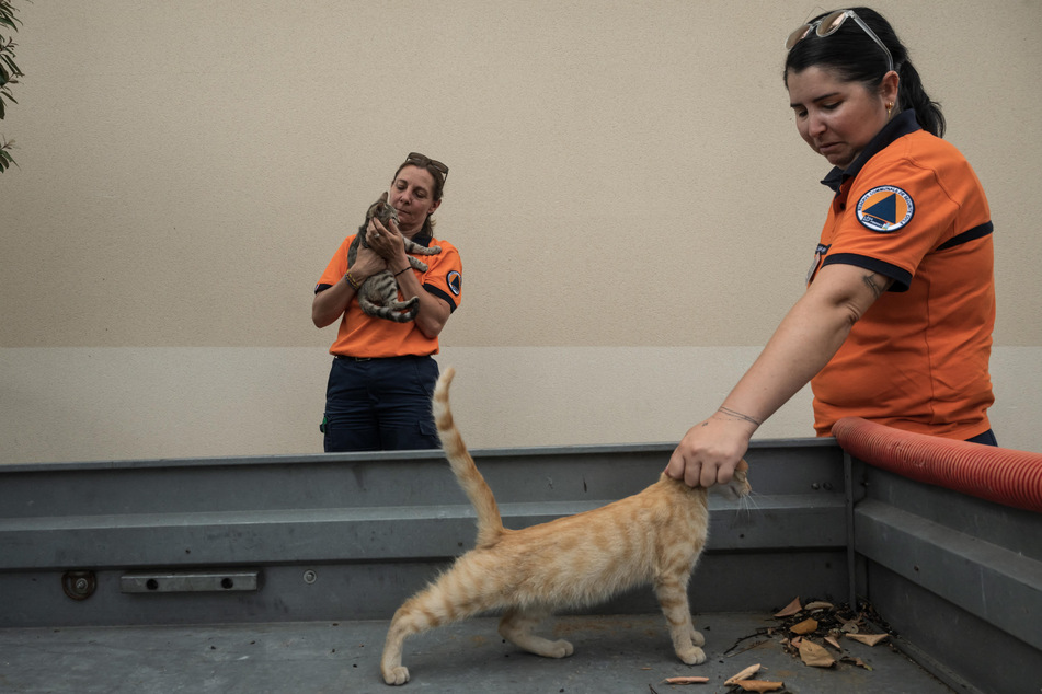 Many of the animals had been left behind as owners fled the wildfires in the middle of the night.