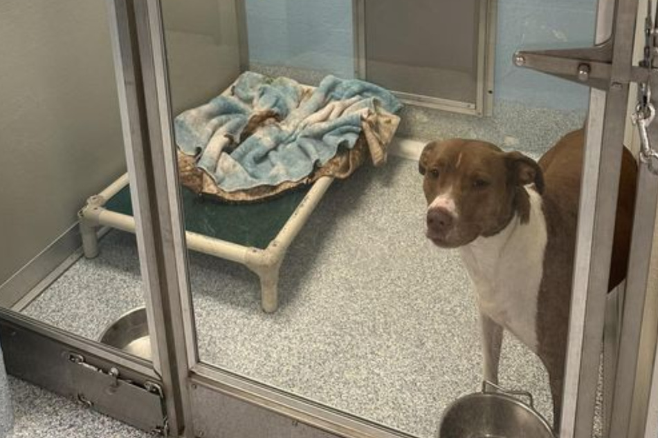 Abandoned dog gets ignored until one call changes everything!