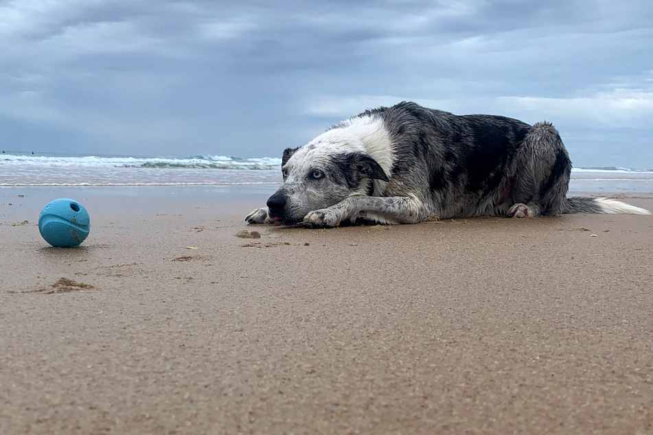 After saving over 100 koalas from bushfires, a dog named Bear is retiring, and conservationists are looking for a replacement.