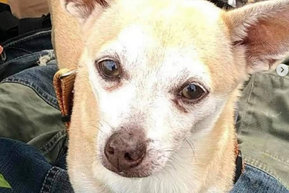 Homeless Miami man is heartbroken after his best friend was abducted
